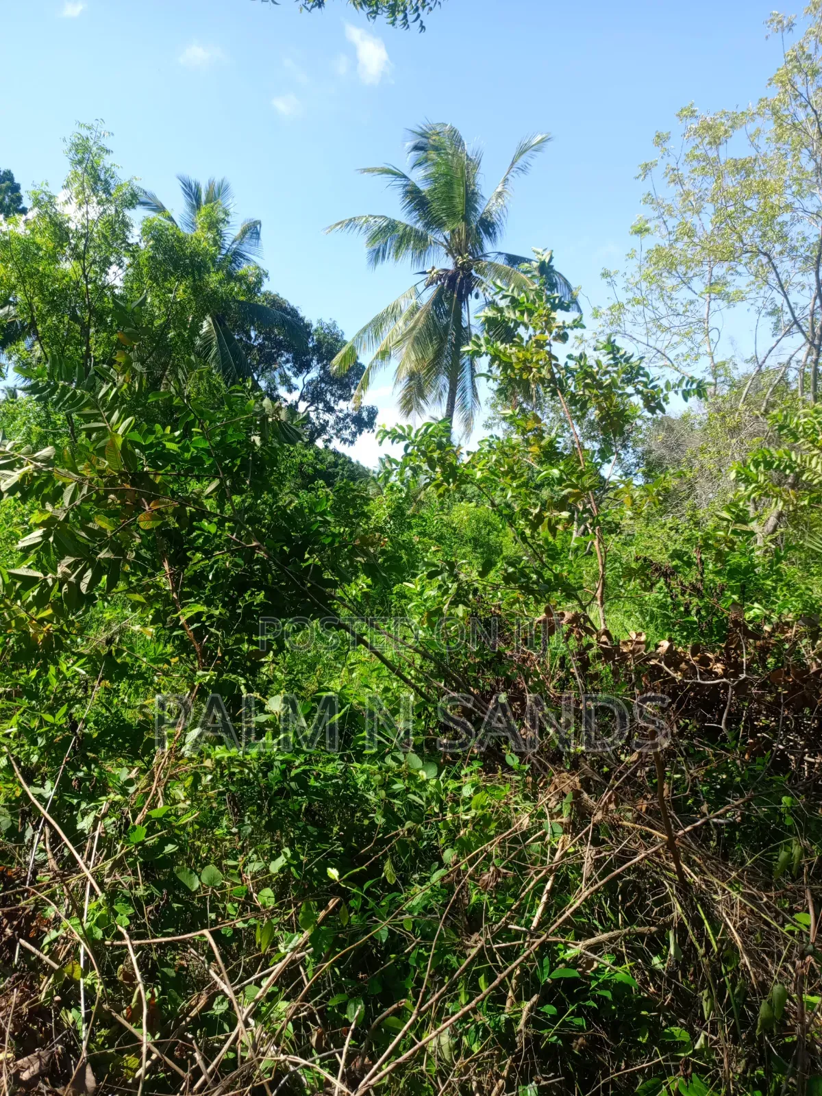 1 Acre Land in Galu Diani With Plenty of Trees in Diani