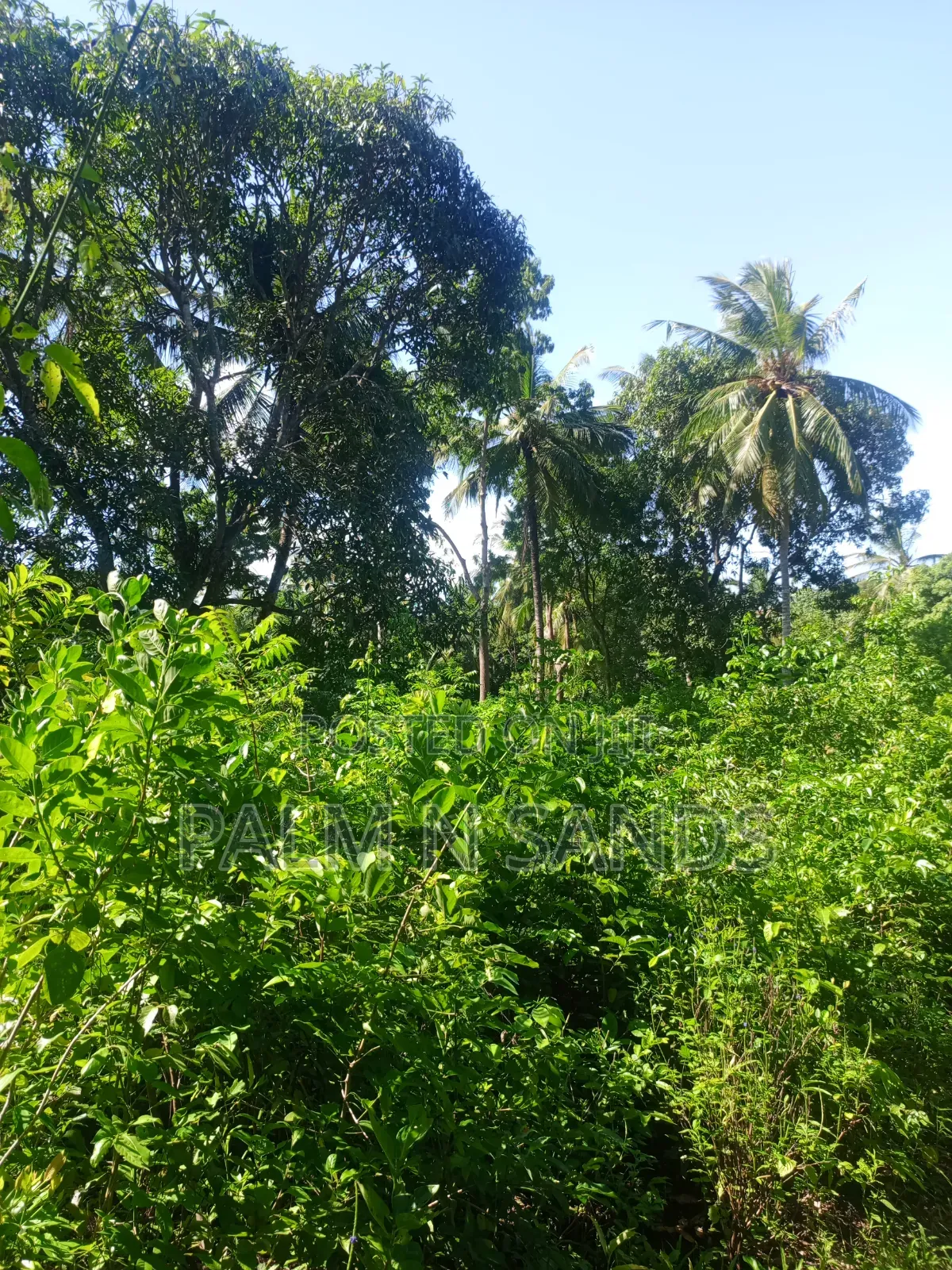 1 Acre Land in Galu Diani With Plenty of Trees in Diani