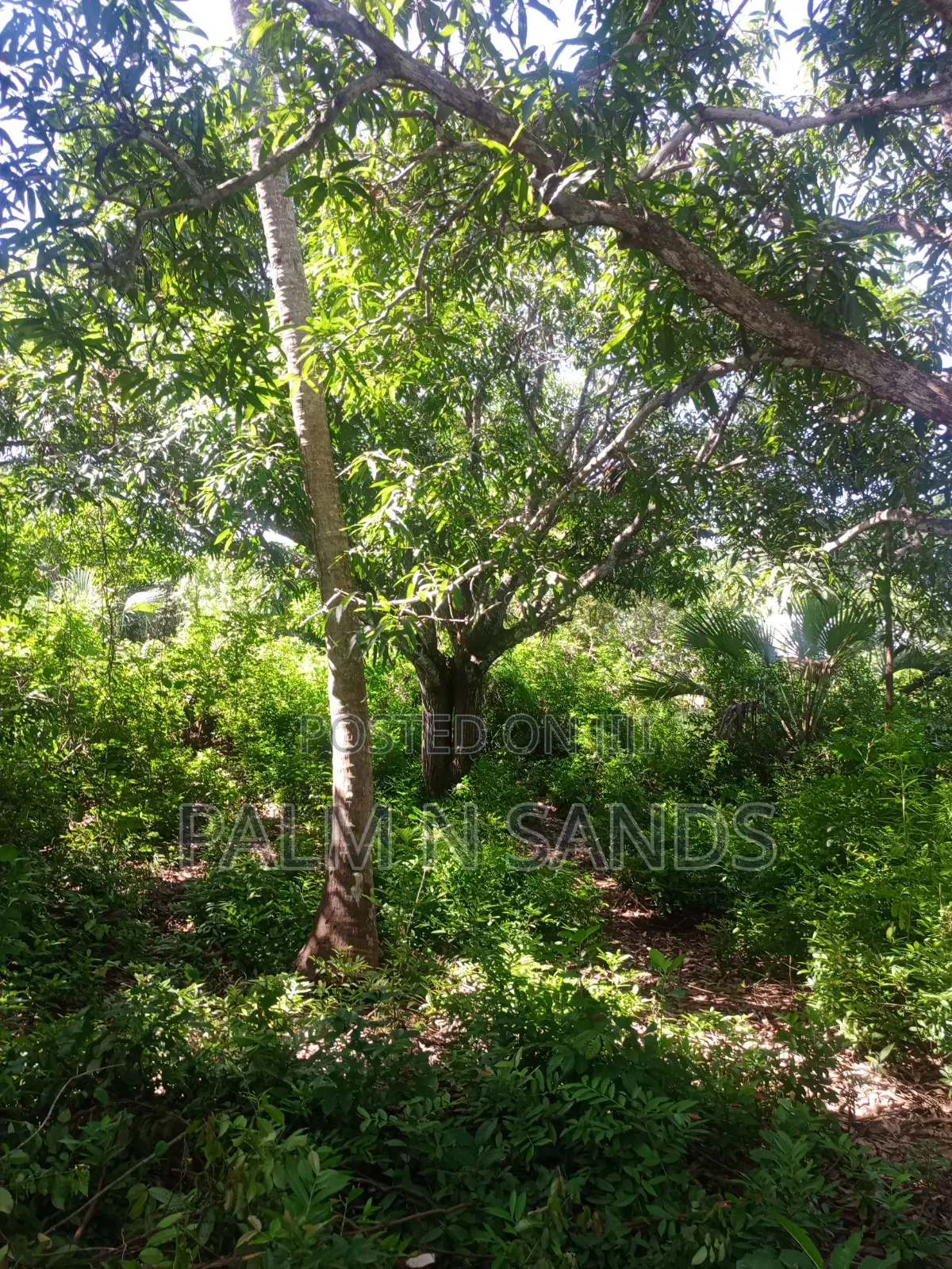 1 Acre Land in Galu Diani With Plenty of Trees in Diani
