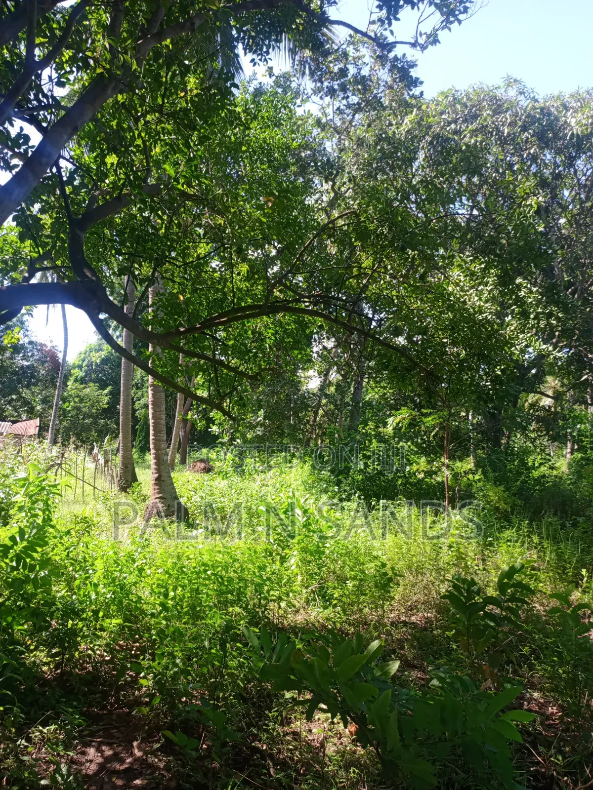 1 Acre Land in Galu Diani With Plenty of Trees in Diani