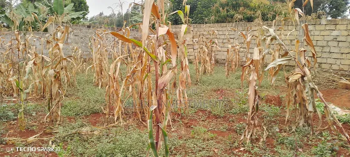 Residential Plot for Sale at Ruiru Mugutha in Kimbo