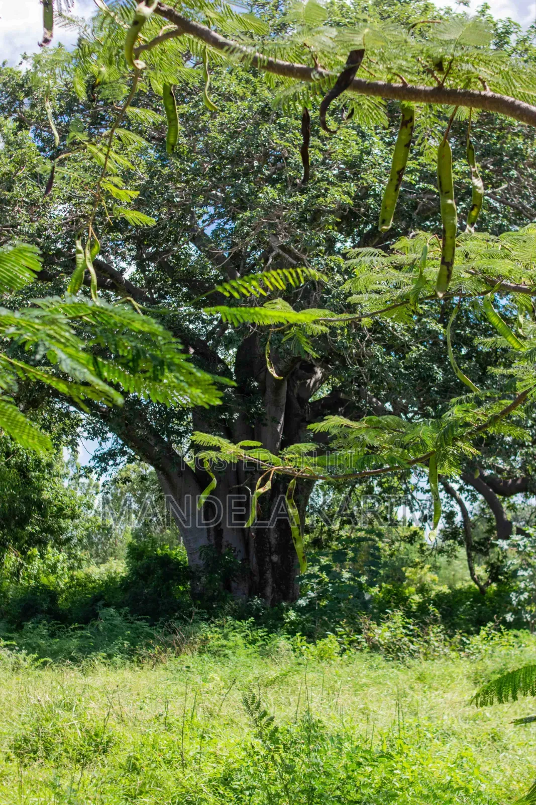 Bofa Kilifi Gated Community Plots (50 by 100ft) in Kilifi Town