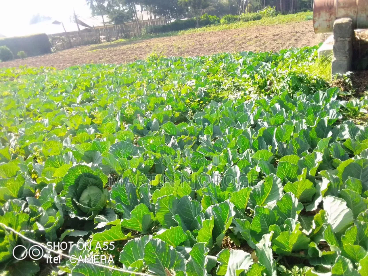 18 Acres Farm Plus Operating School in Magumu