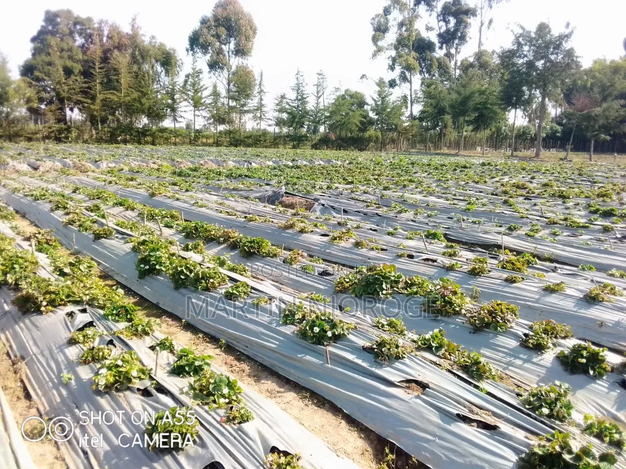 18 Acres Farm Plus Operating School in Magumu