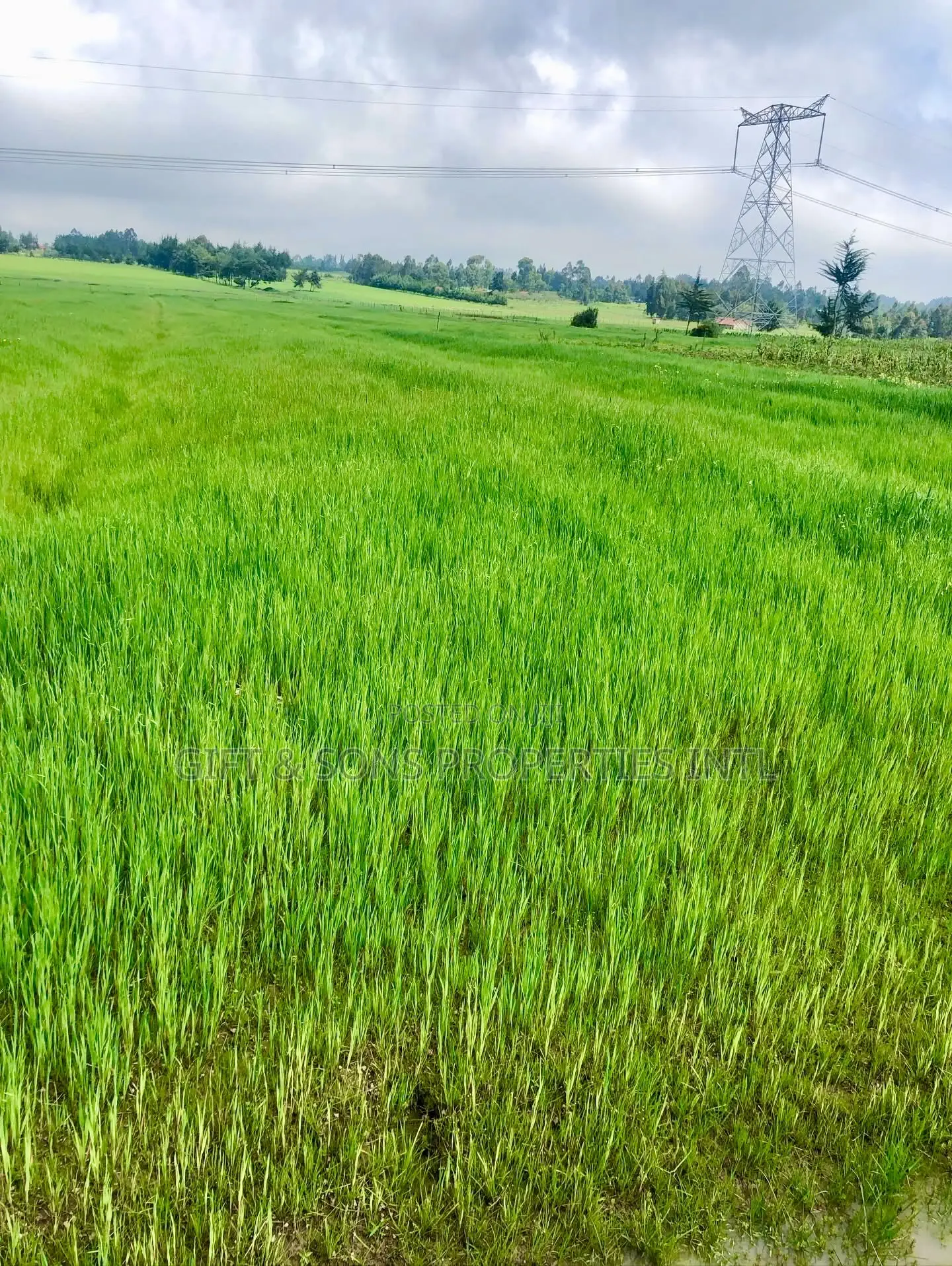 7 Acres Farmland For Sale In Naivasha in Naivasha East