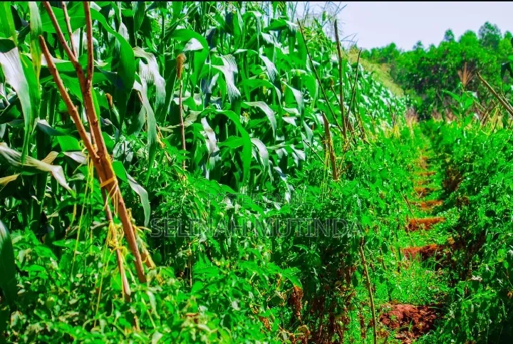 Faraja Gardens Makutano Mwea in Kimorori/Wempa