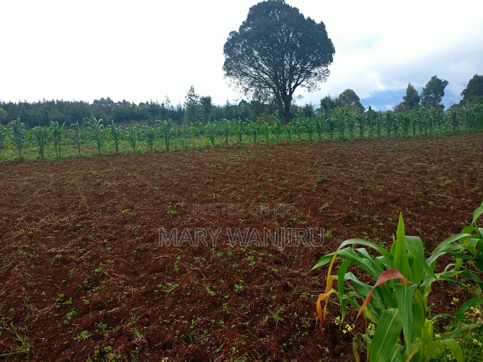 19 Acres for Sale in NjabiniKiburu