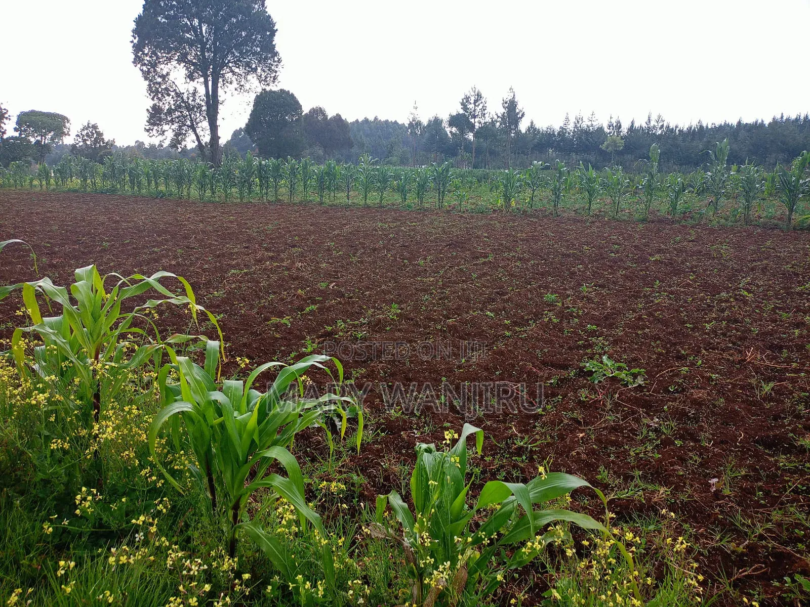 19 Acres for Sale in NjabiniKiburu