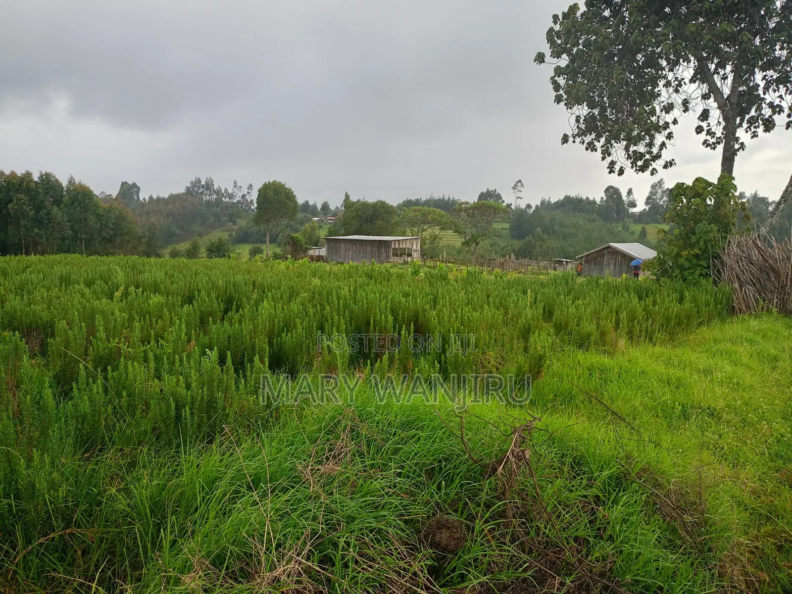 19 Acres for Sale in NjabiniKiburu