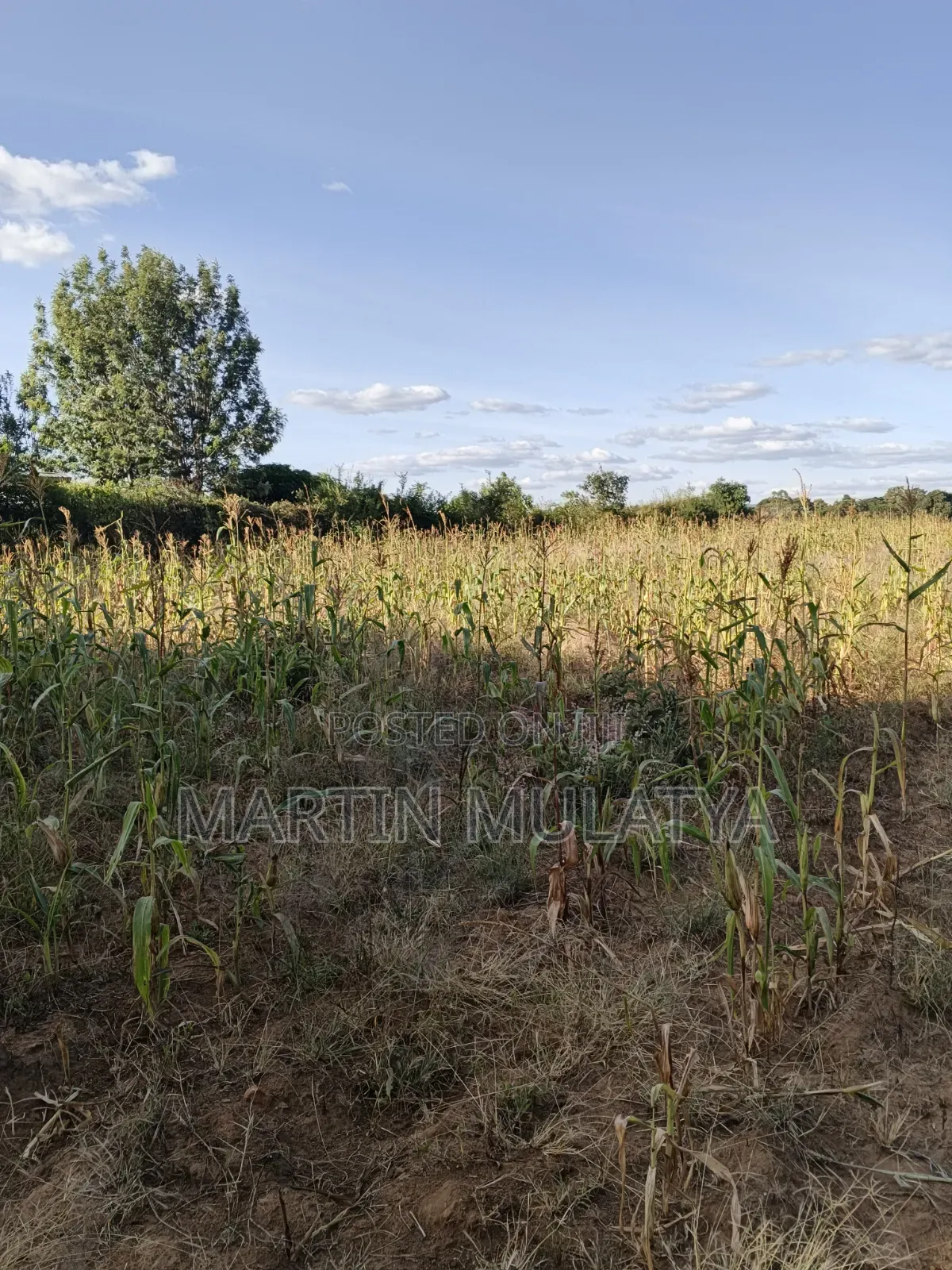 1acre at Nguluni in Nguluni