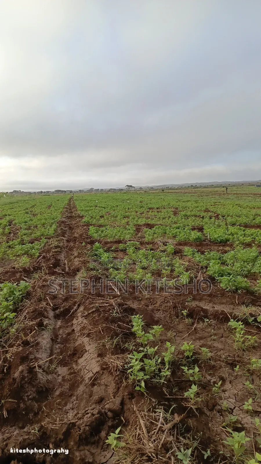 Land for Sale at Loitoktok Kimana Area in Mbirikani
