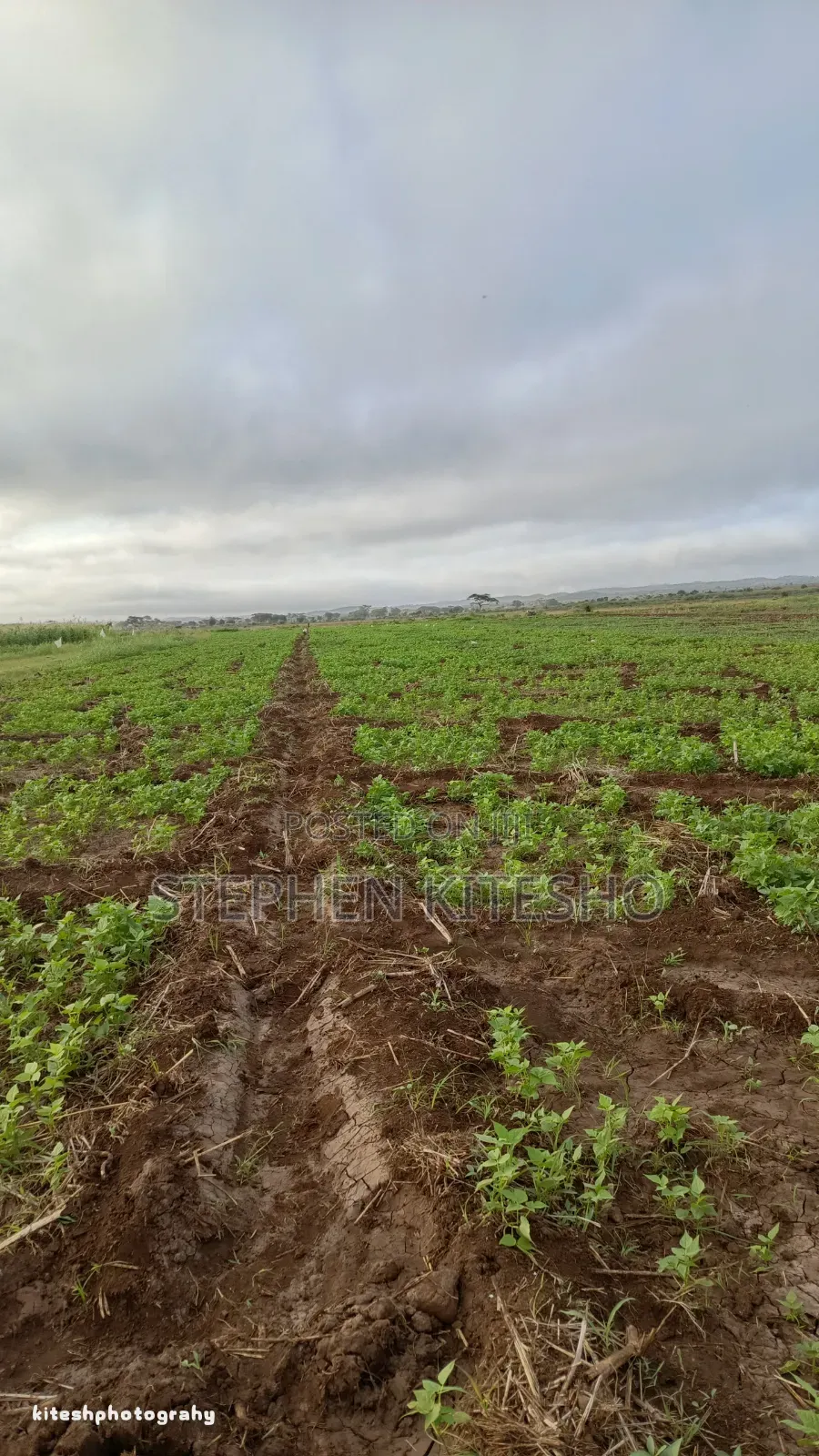 Land for Sale at Loitoktok Kimana Area in Mbirikani