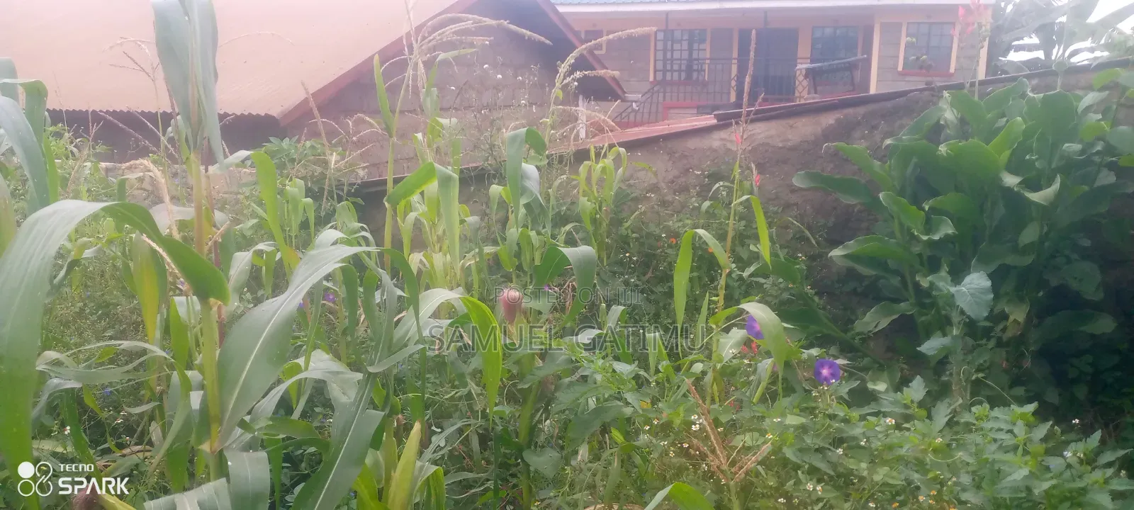 Banana Gachorua 100/100 Plot for Sale in Kiambaa