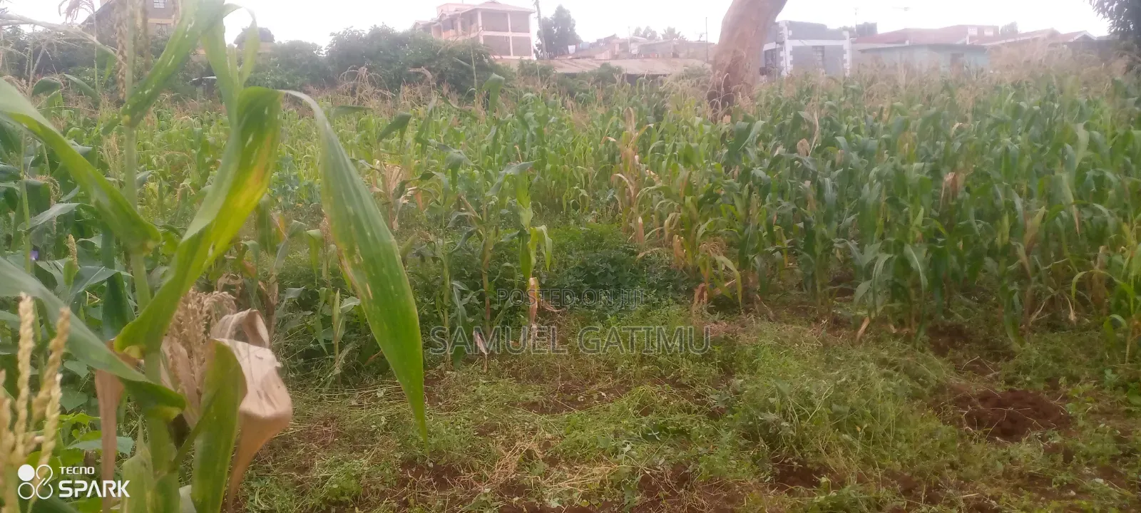 Banana Gachorua 100/100 Plot for Sale in Kiambaa