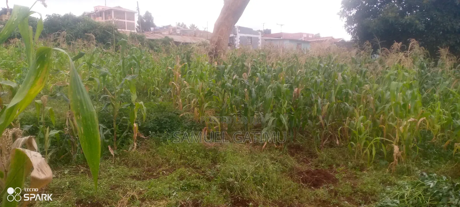 Banana Gachorua 100/100 Plot for Sale in Kiambaa