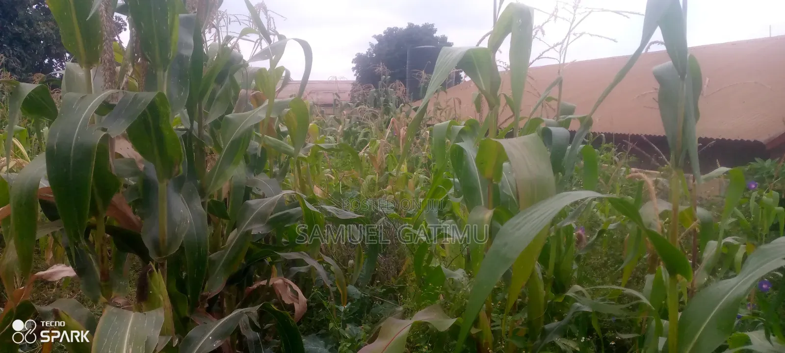 Banana Gachorua 100/100 Plot for Sale in Kiambaa