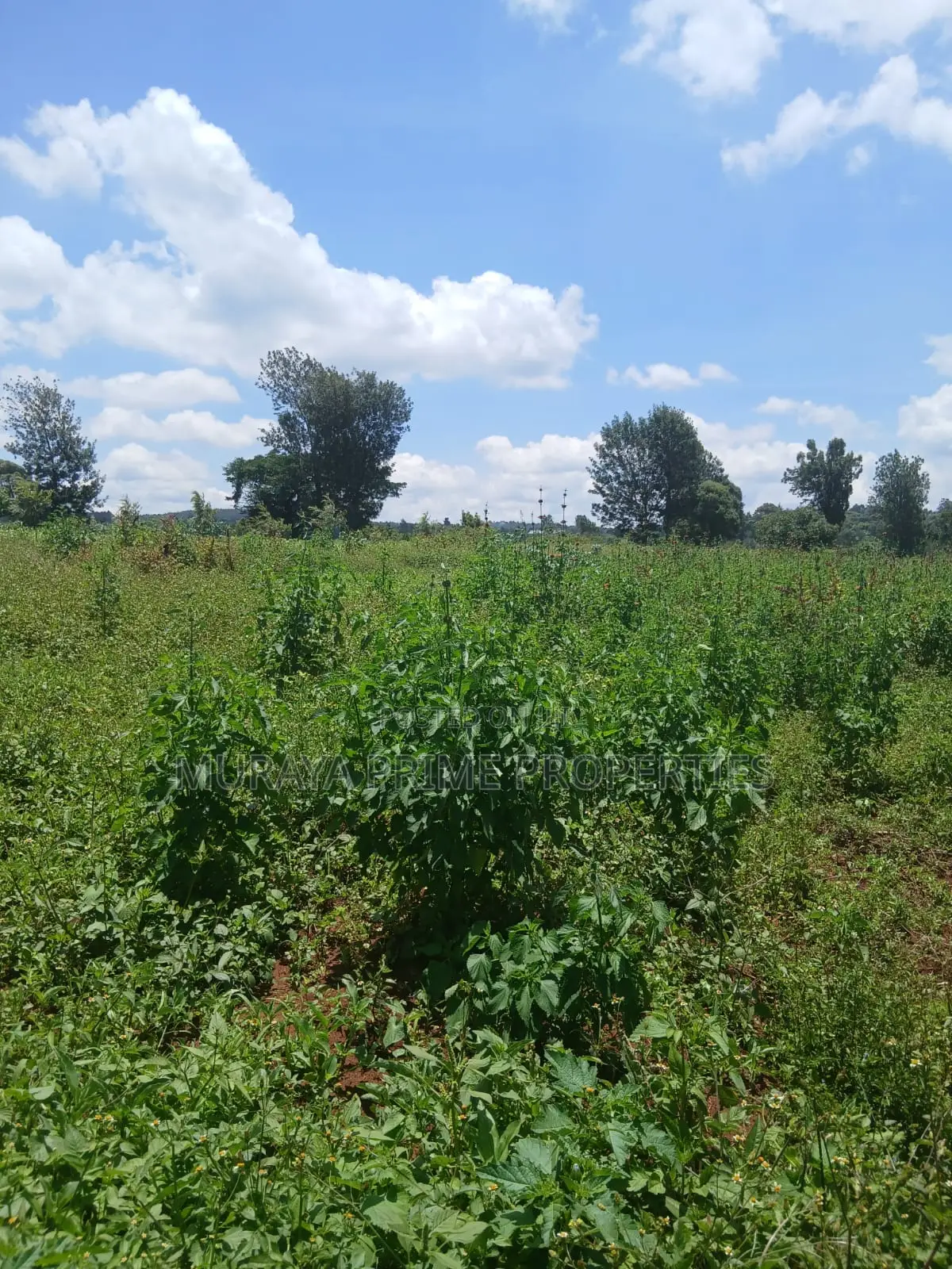 Kerarapon Area.This Beautiful 1-Acre in Kerarapon