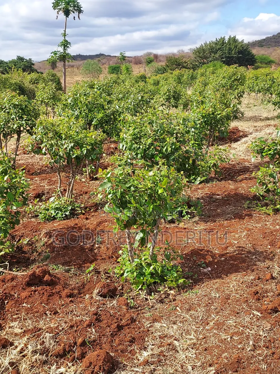 20 Acres Of Miraa In Mbeere South. in Central Ward
