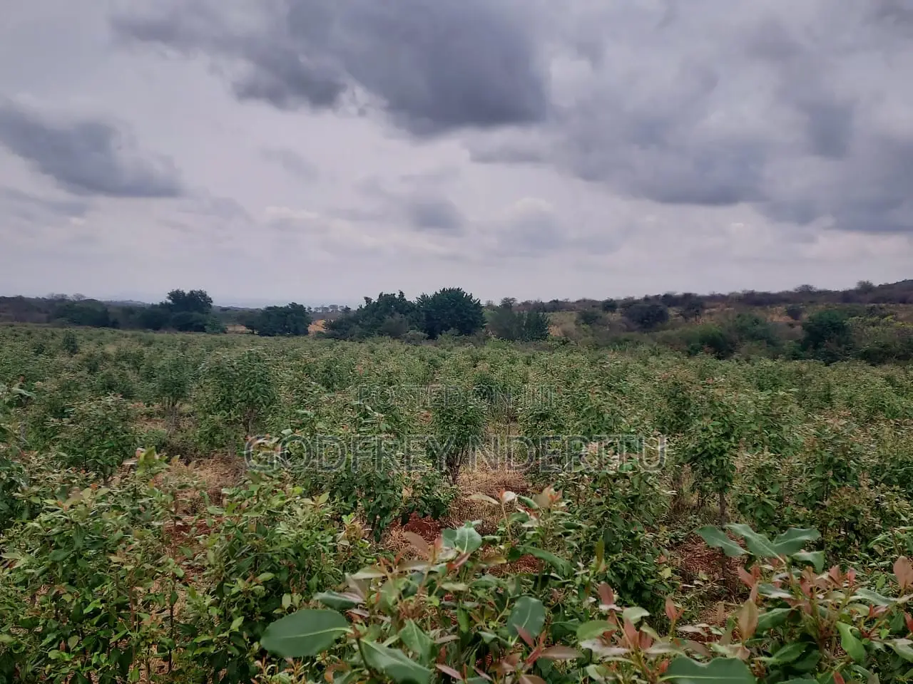 20 Acres Of Miraa In Mbeere South. in Central Ward