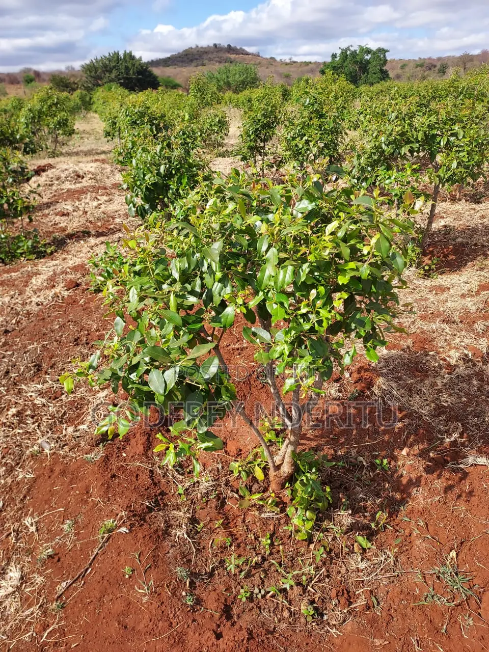 20 Acres Of Miraa In Mbeere South. in Central Ward