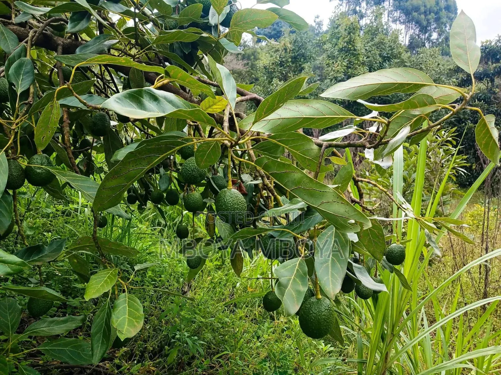 Prime 1 Acre Land for Sale in Ngong Road in Hurlingham