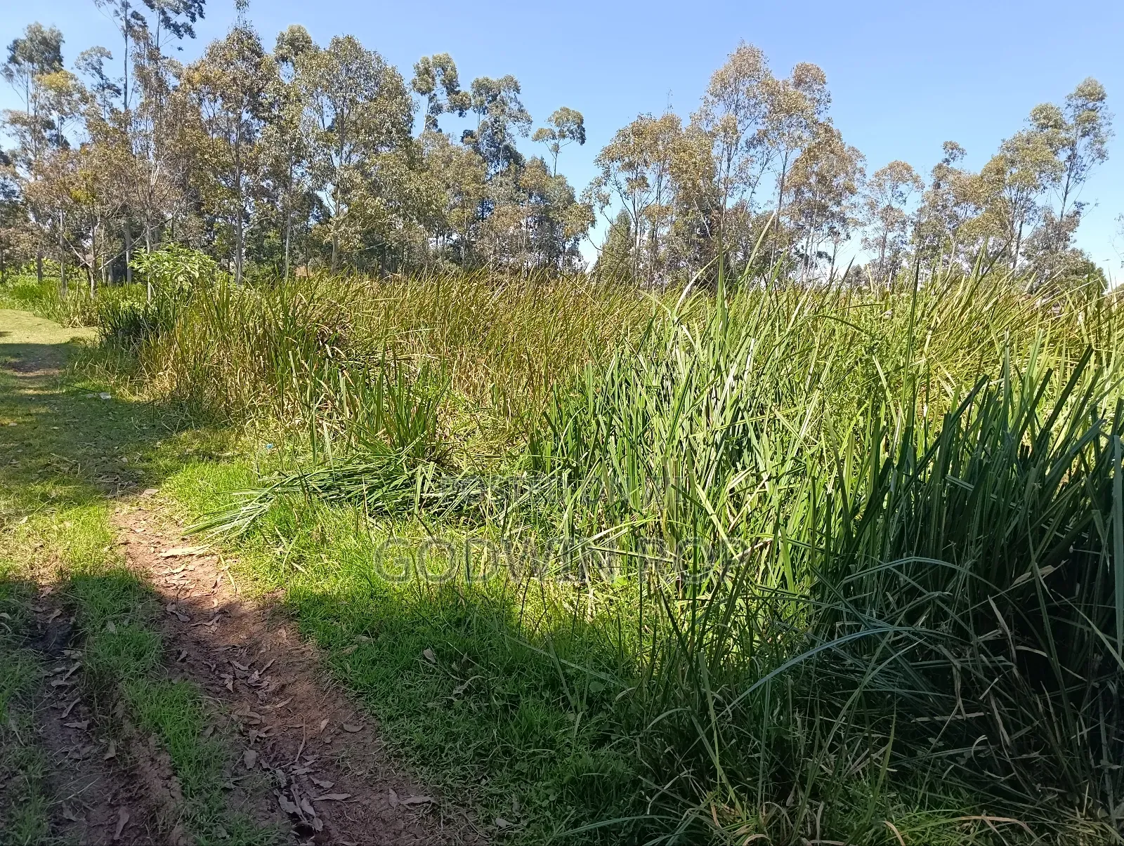 50 by 100 Plots for Sale in Outspan Eldoret. in Kipchamo