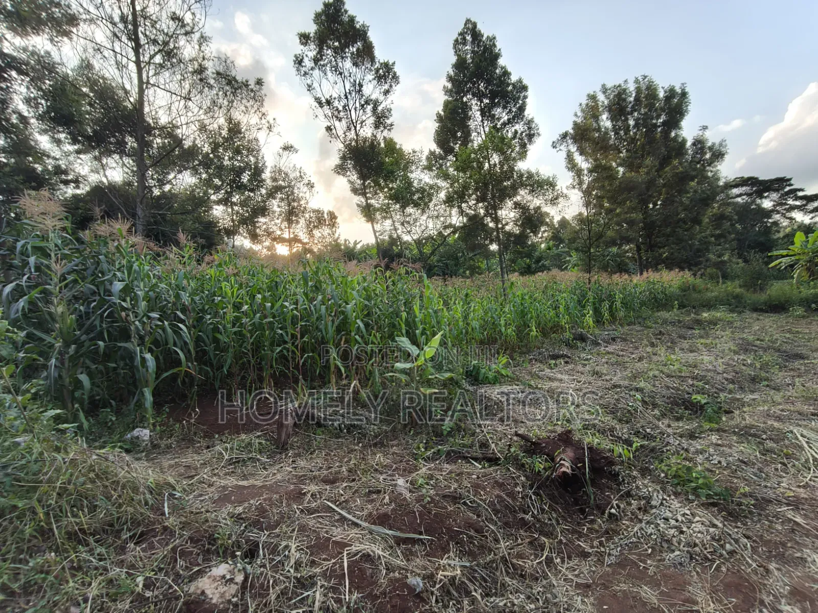 Affordable Eighth Acre Plot for Sale in Kerarapon Drive. Red Soil Land in Kerarapon