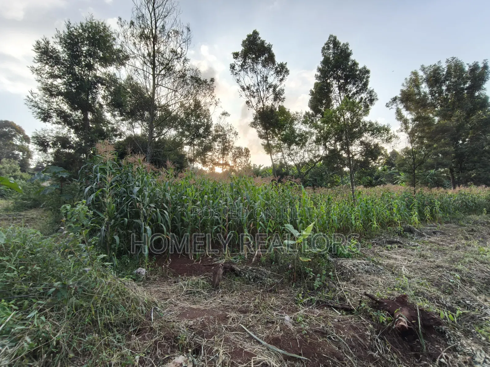 Affordable Eighth Acre Plot for Sale in Kerarapon Drive. Red Soil Land in Kerarapon