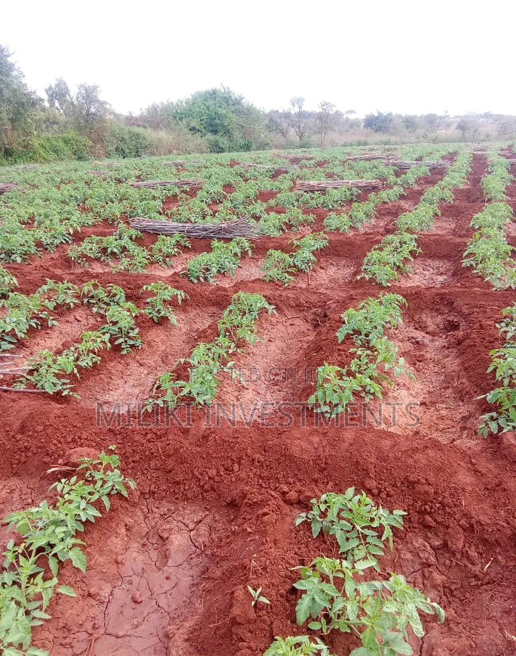 200 Acres on Sale at Macakos-Masinga in Ndithini