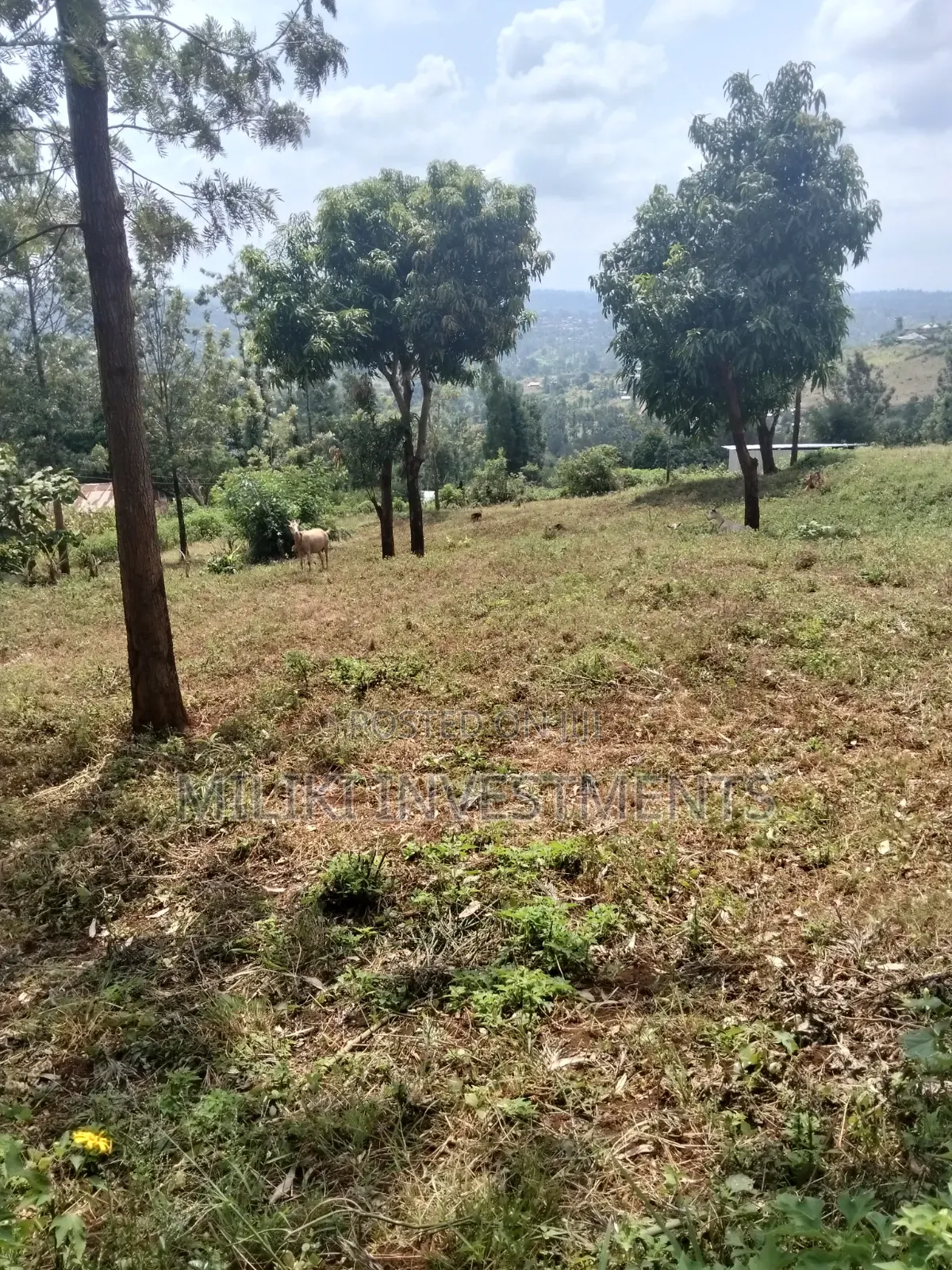 40 by 80 Plots on Sale at Kenol-Kagaa in Kimorori/Wempa