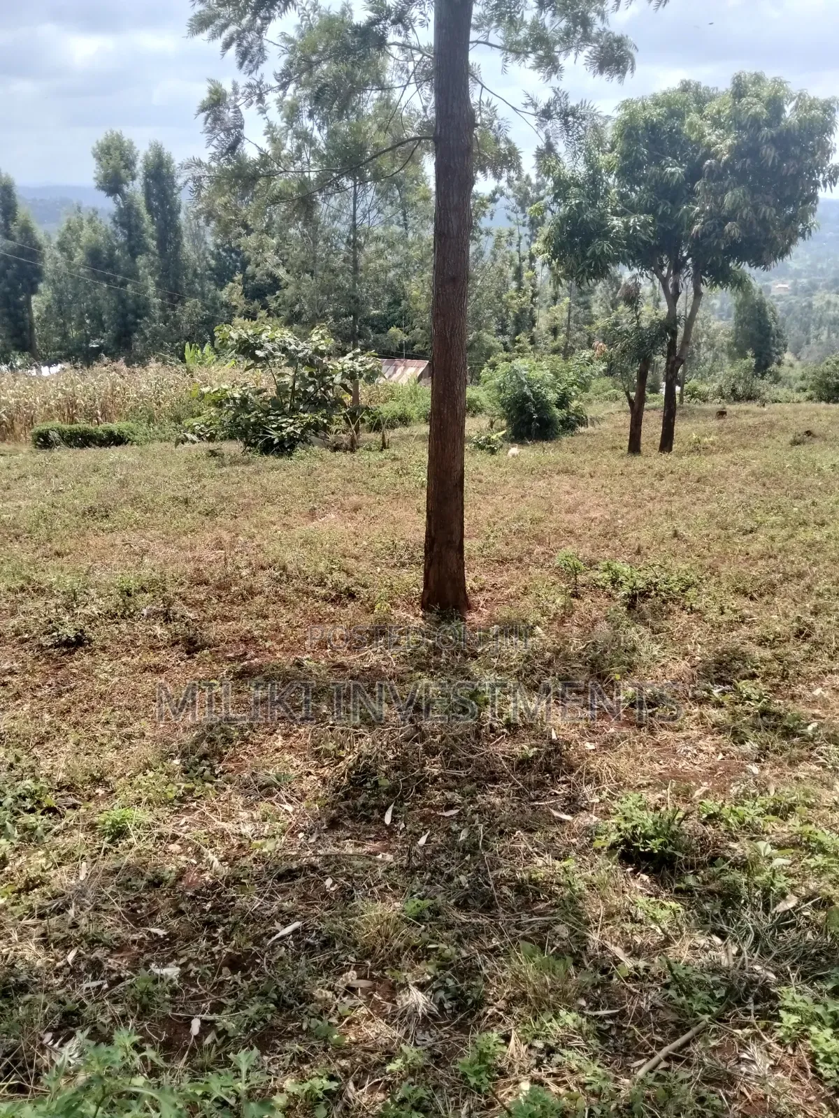 40 by 80 Plots on Sale at Kenol-Kagaa in Kimorori/Wempa