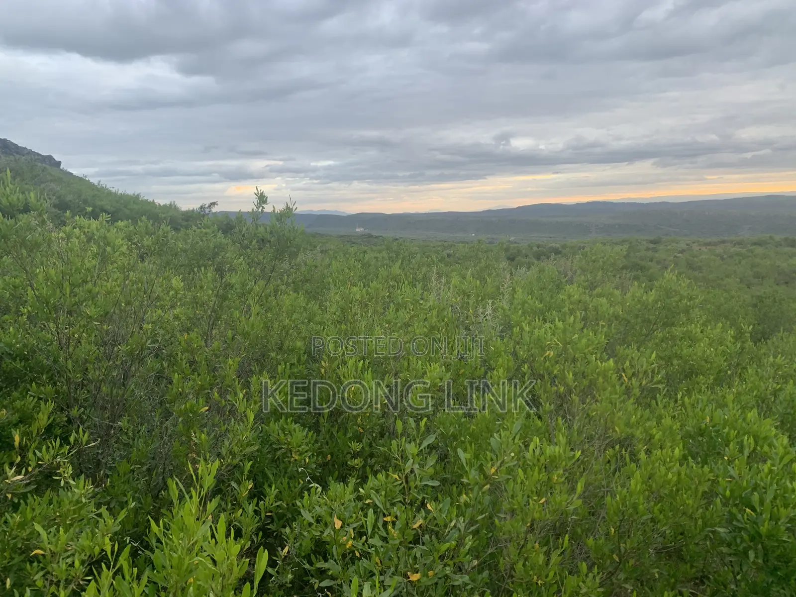 8 Acres Mikuyuni - Ndasha 300 Meters From Rd in Thogoto
