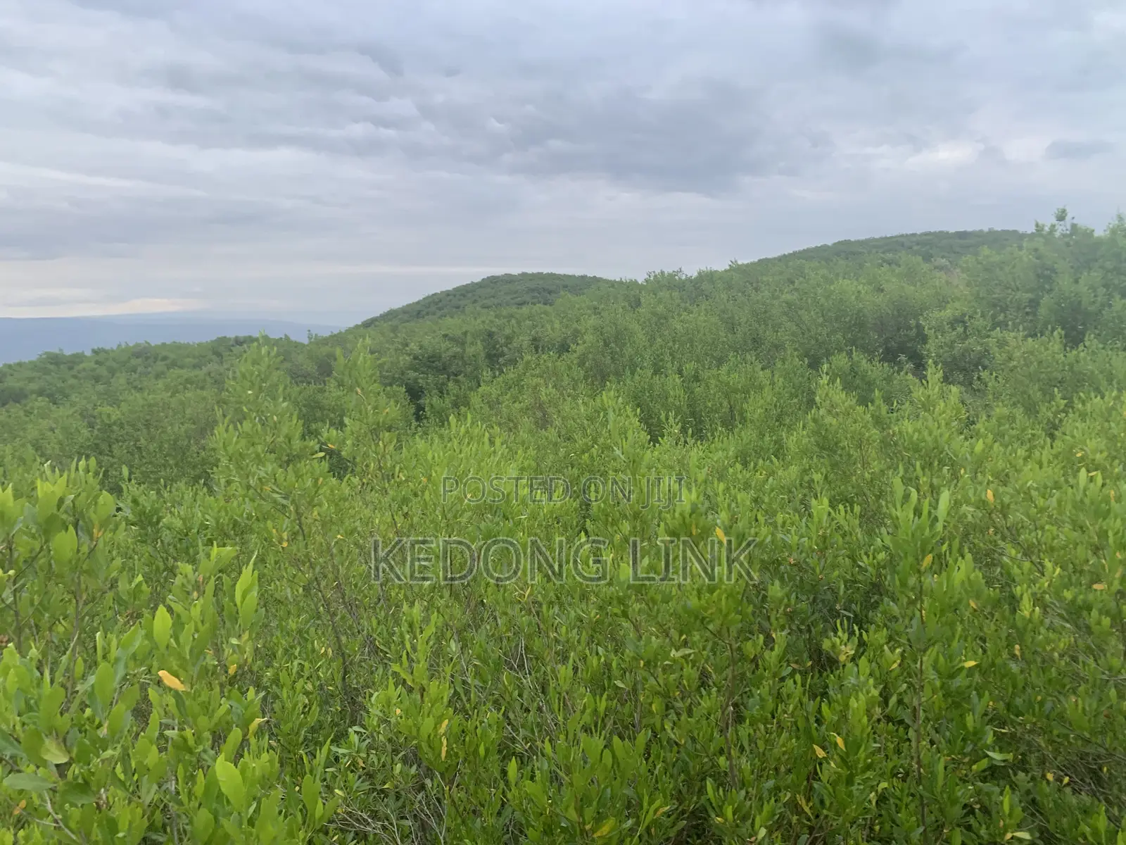 8 Acres Mikuyuni - Ndasha 300 Meters From Rd in Thogoto