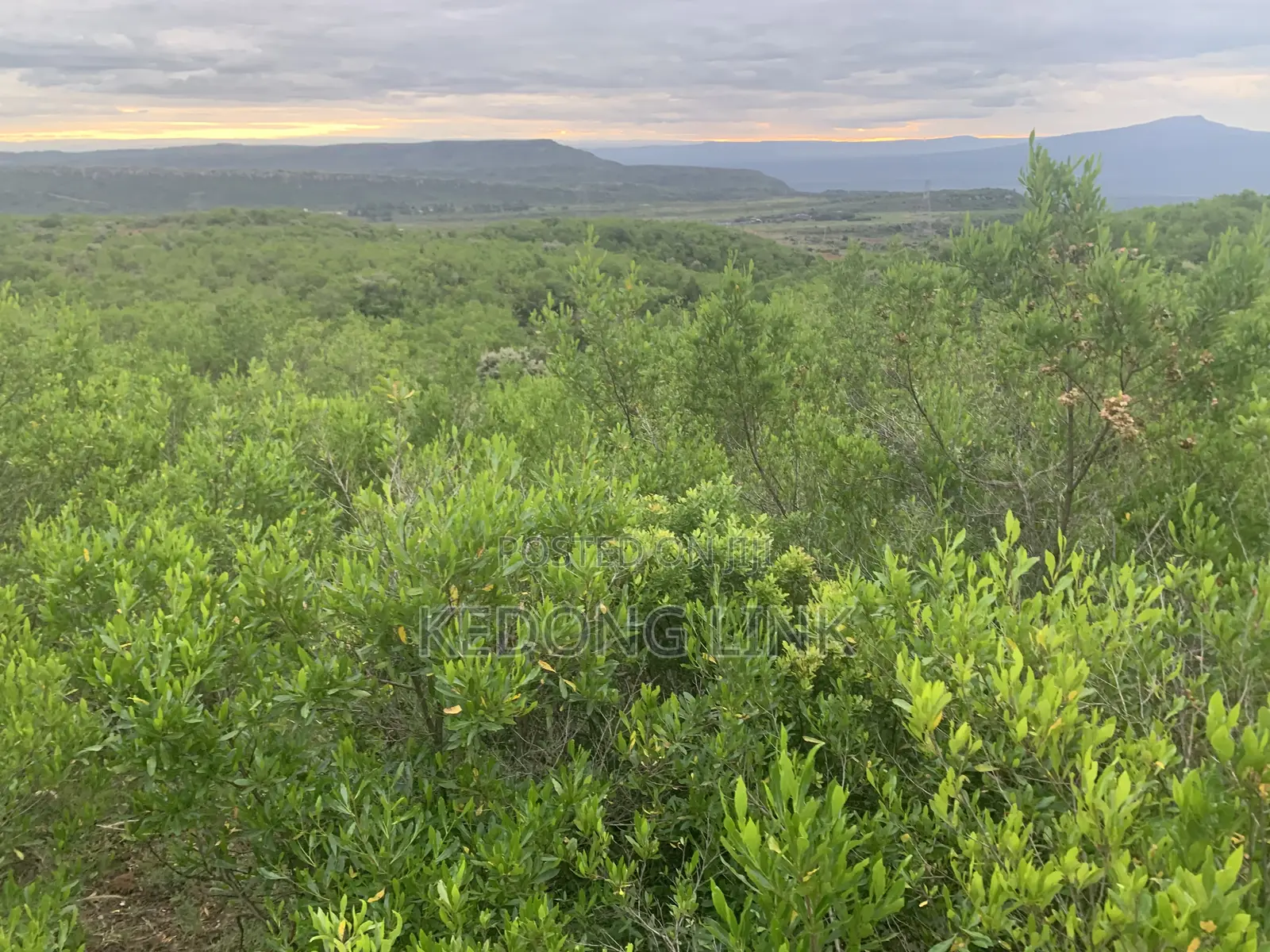 8 Acres Mikuyuni - Ndasha 300 Meters From Rd in Thogoto