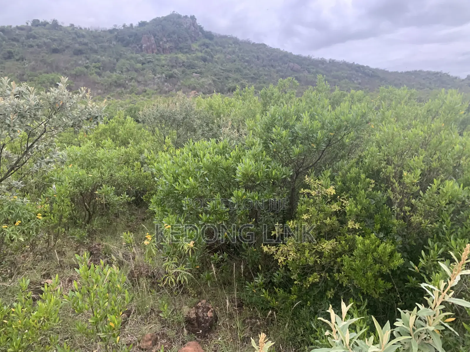 8 Acres Mikuyuni - Ndasha 300 Meters From Rd in Thogoto