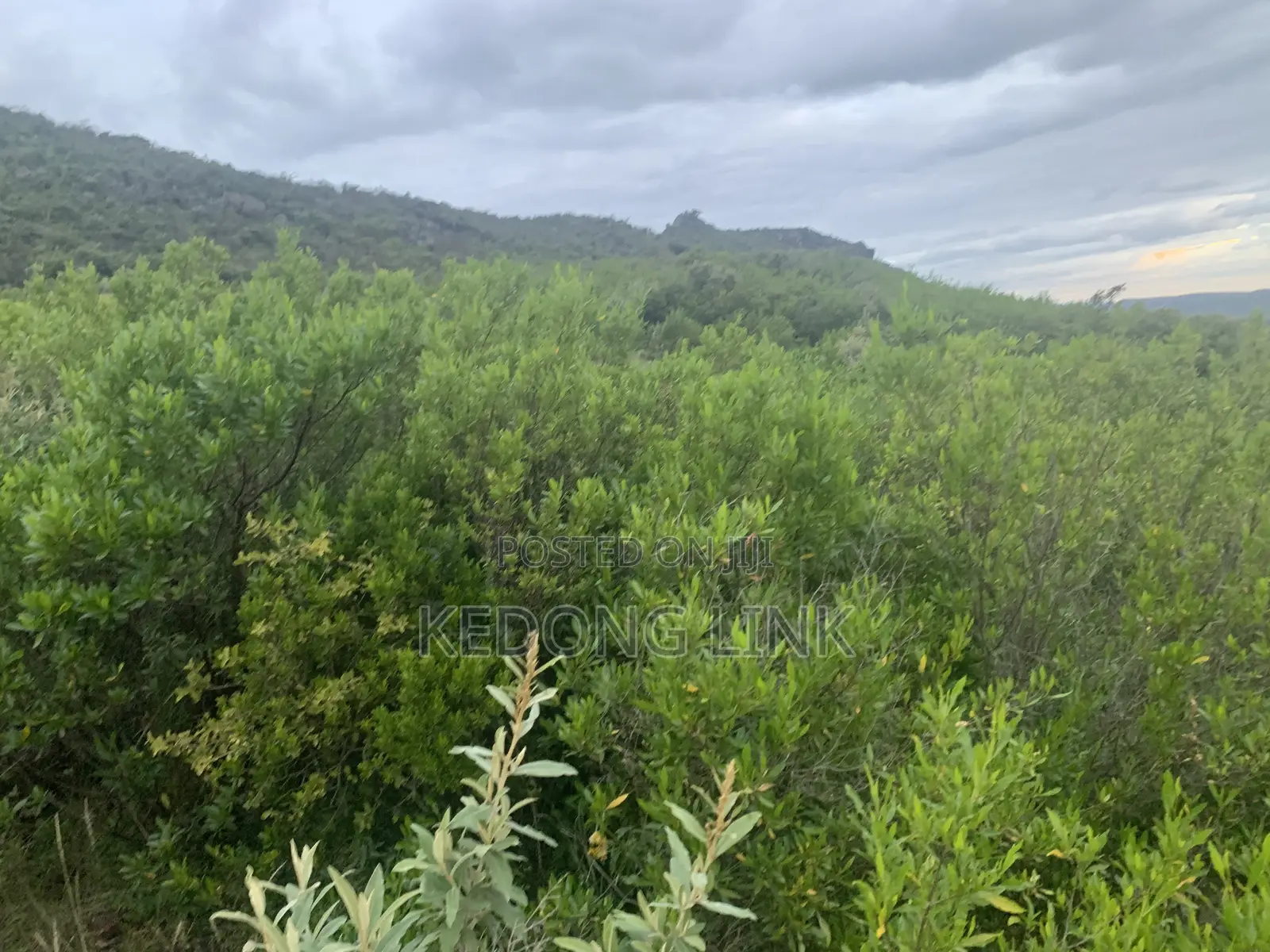 8 Acres Mikuyuni - Ndasha 300 Meters From Rd in Thogoto