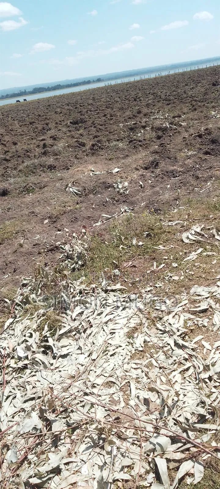 Olkalou Prime 5.25 Acres Near Lake Olbolsat Ideal for Horticulture in Central Ndaragwa