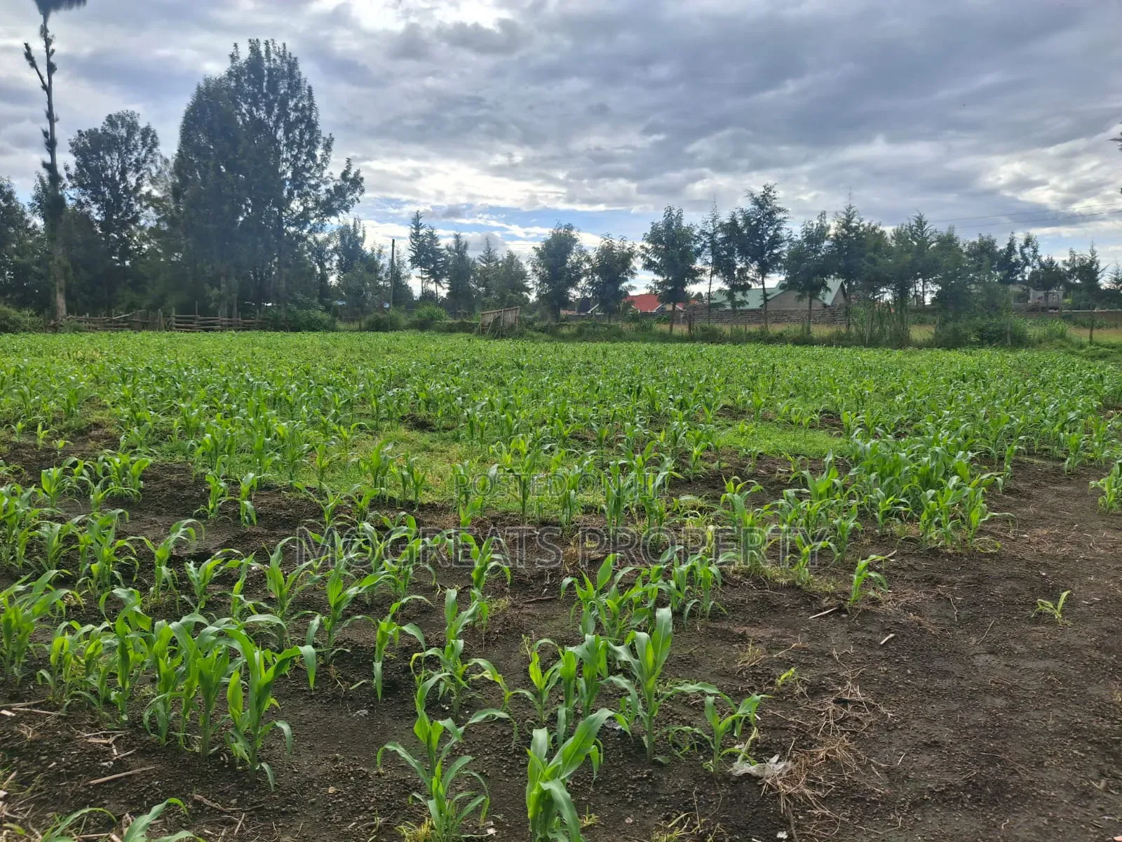 1/4 Acre Plots for Sale at Mercy Njeri Nakuru in Kiamunyi