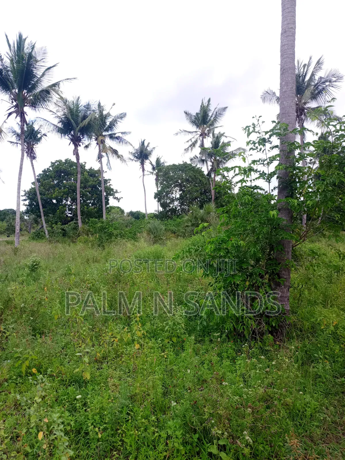 One Acre in Mwabungo Area of Diani on Sale! in Diani