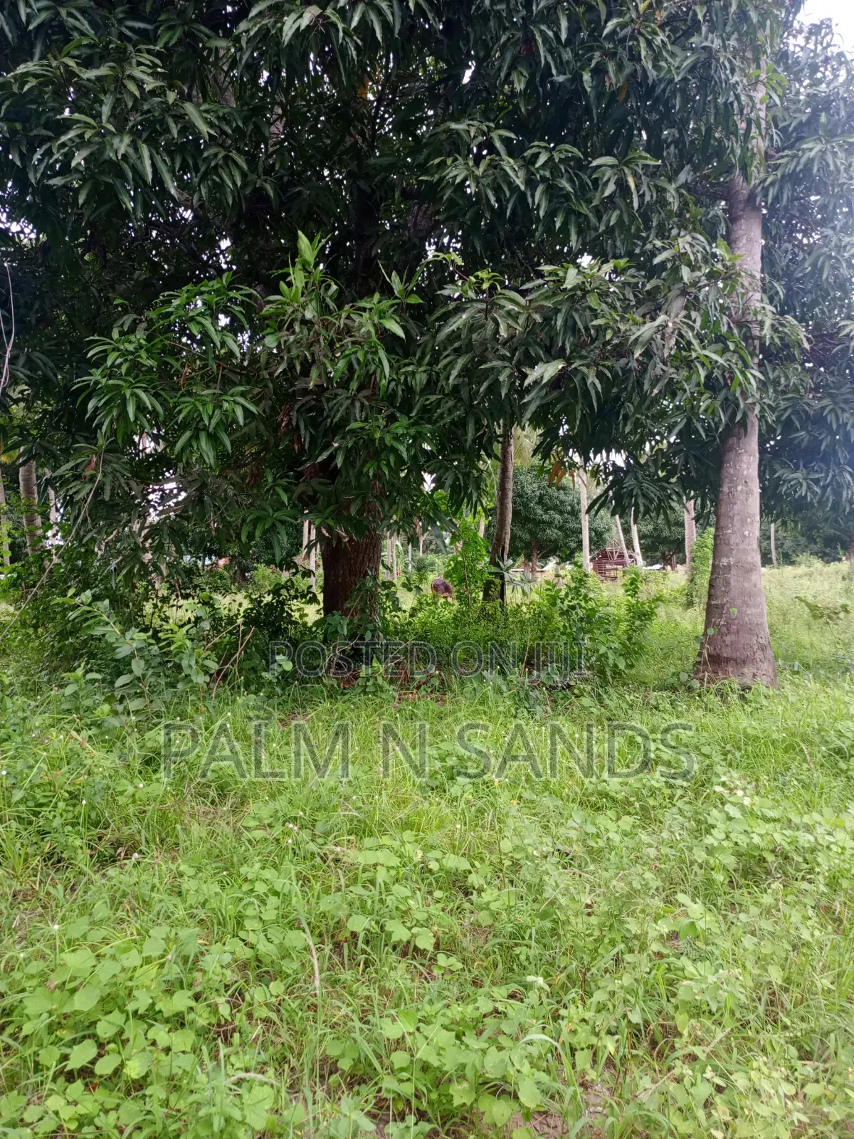 One Acre in Mwabungo Area of Diani on Sale! in Diani