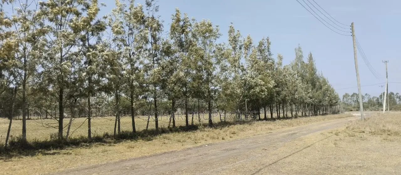 Kitengela, Masai Ostrich Farm in Kitengela