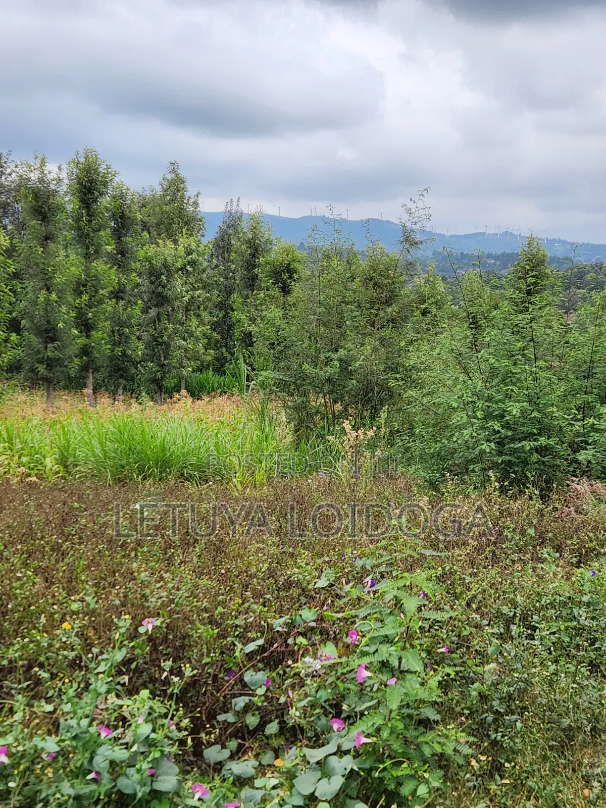 1⁄4 Acre Plots Ngong-Olkeri in Ol Keri