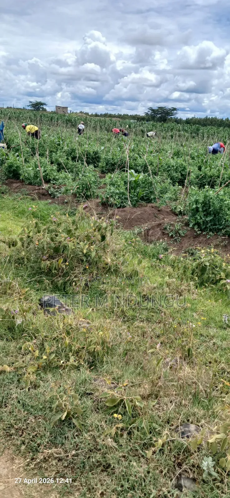 Nyandarua, Ndaragwa- Prime Agricultural Land 85 Acres on Sale in Central Ndaragwa