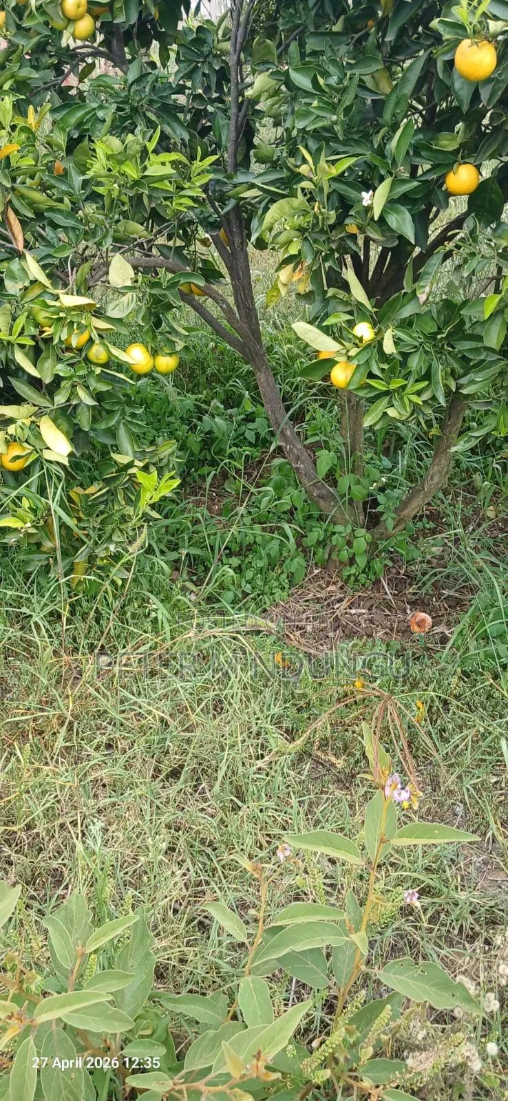 Nyandarua, Ndaragwa- Prime Agricultural Land 85 Acres on Sale in Central Ndaragwa