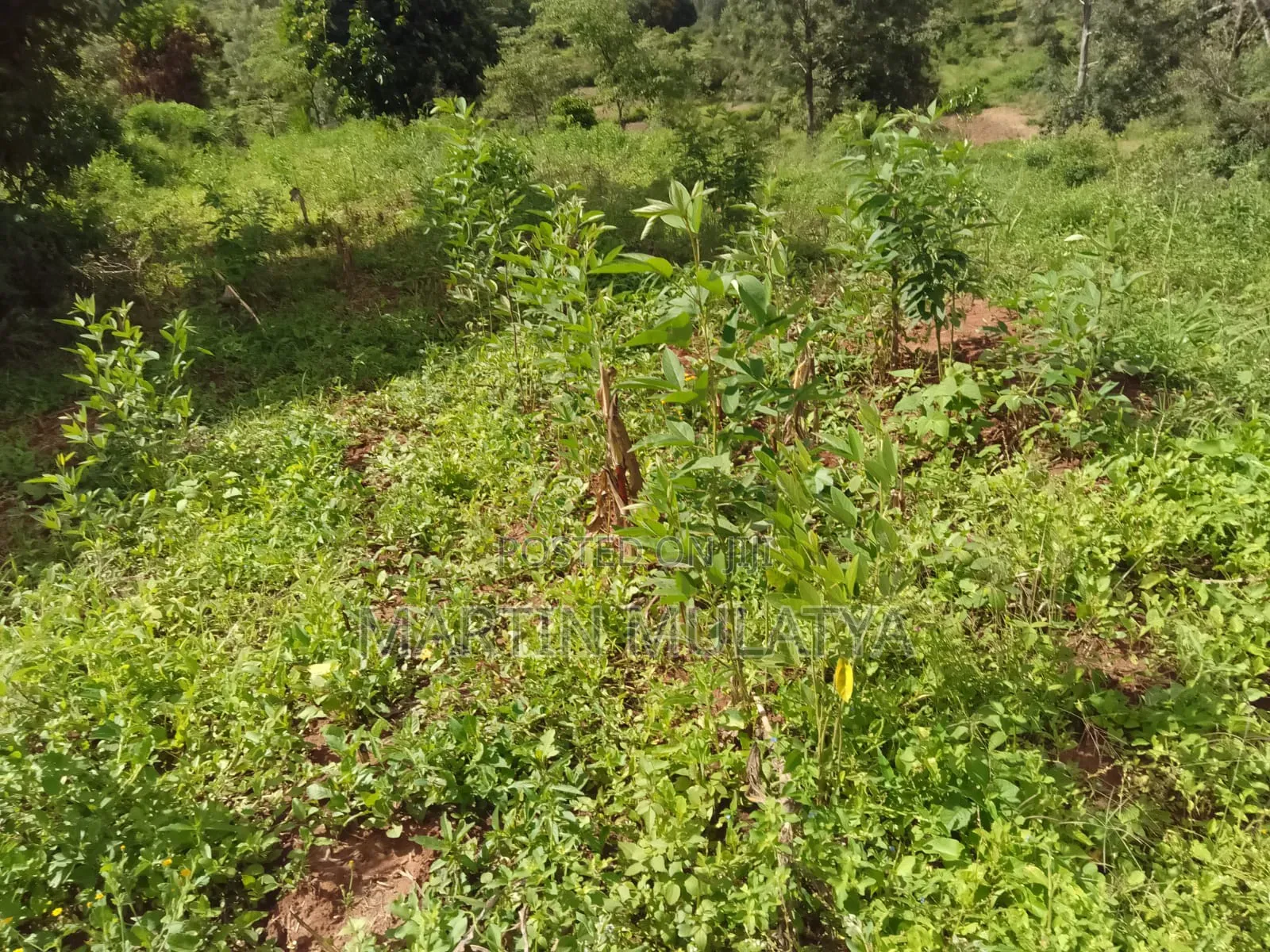 Plot for Sell in Malili