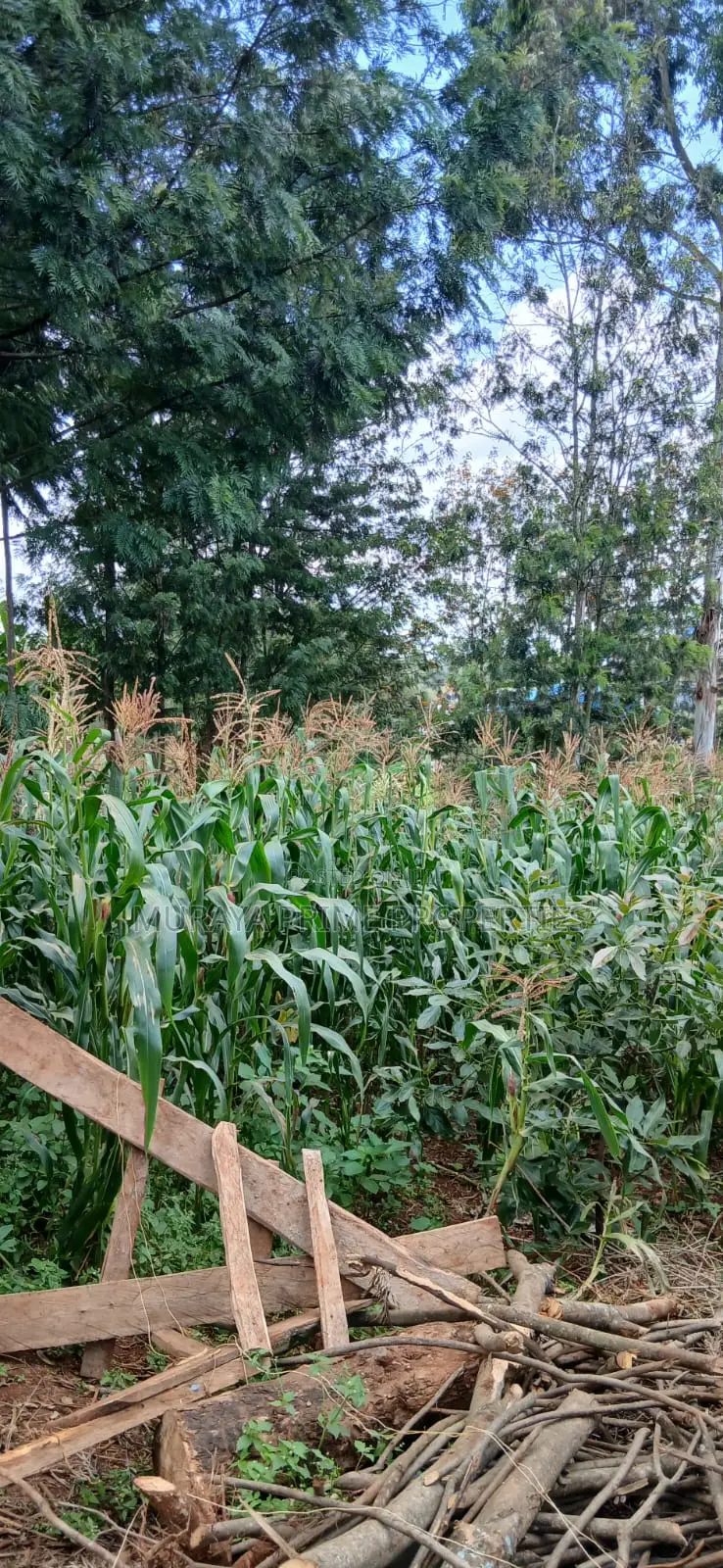 Prime 1⁄4 Acre Plot for Sale – Kerarapon Drive in Kerarapon