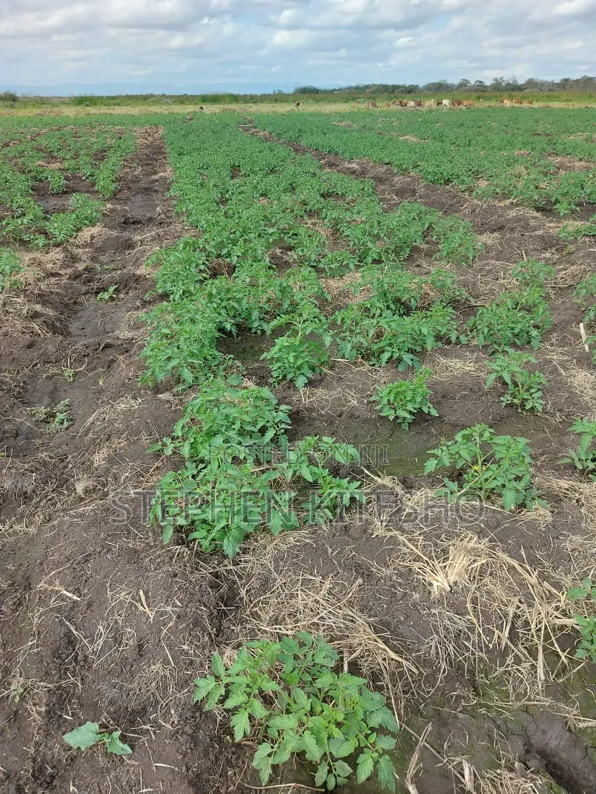 30acres for Sale at Loitoktok Imbrrikani Area in Kimana