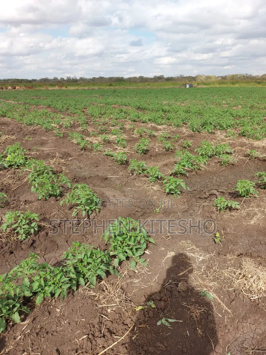 30acres for Sale at Loitoktok Imbrrikani Area in Kimana
