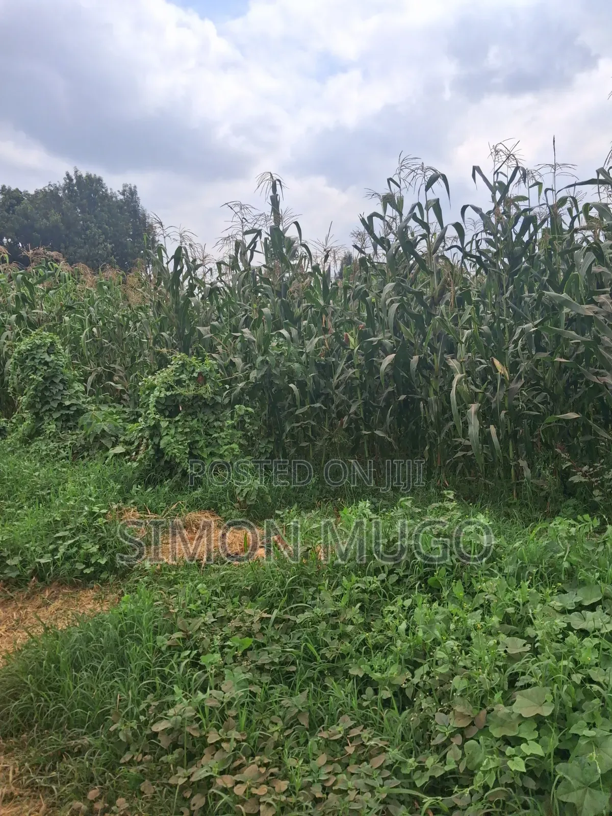 Thindigua Kiambu Rd Prime 2.25ac Ideal for High Rise Apartments in Thindigua/Kasarini