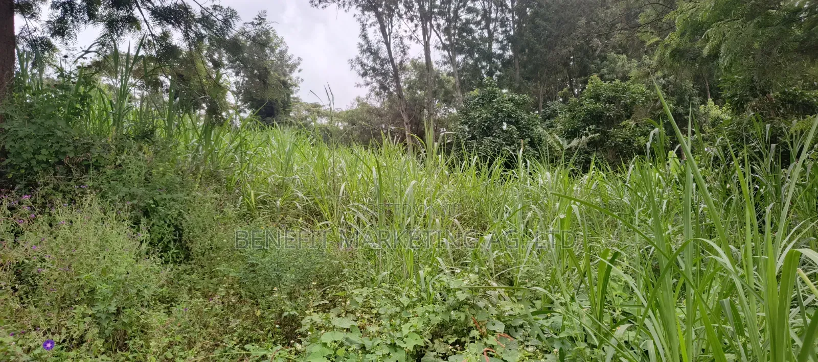 50*100 Plots for Sale in Kiserian St. Patrick's Road in Kiserian